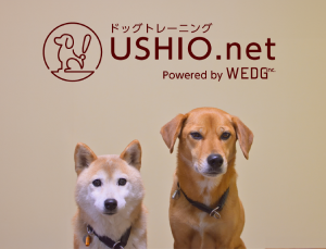 USHIO.net ドッグトレーニング